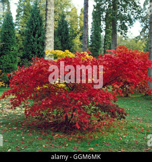 Acer palmatum - `Osakazuki' AGM- in Autumn Colour (Elegans Group)   TRS004448     Photos Horticultur Stock Photo